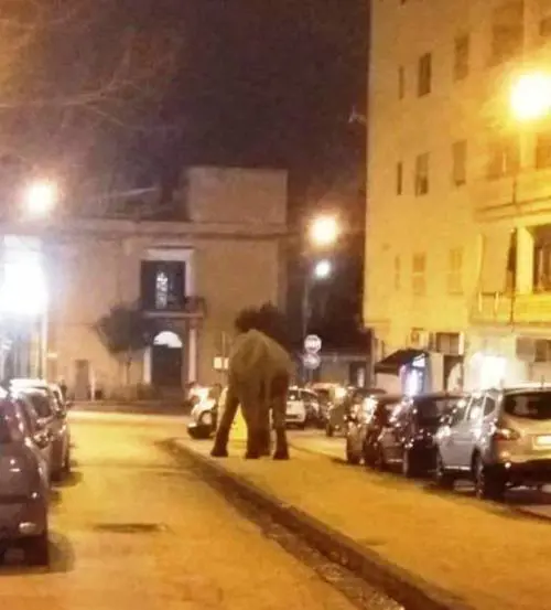 Elefante scappa dal circo e va a spasso per il centro