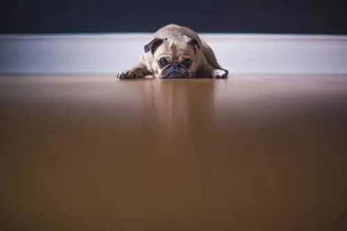 Glitter sui testicoli dei cani: il trend social inspiegabile