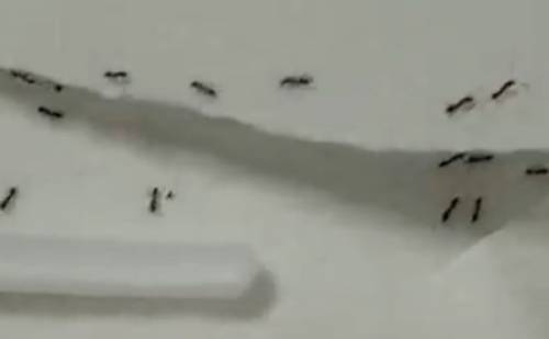 Ancora formiche nell’ospedale San Giovanni Bosco: blitz dei Nas