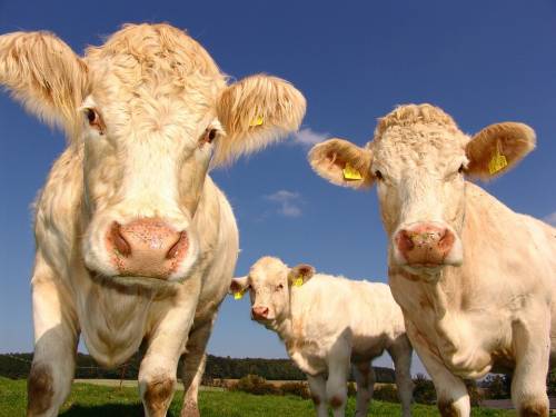 La puzza delle mucche dà fastidio ai vicini: allevatore multato