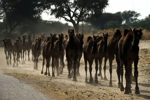 India, ecco la "Fattoria dei cammelli"