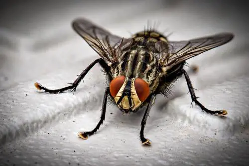 Fame nel mondo: si combatte mangiando insetti