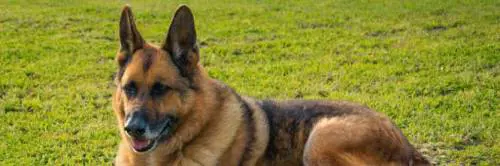 Lecce, difende il proprio cane ma viene morso da un pastore tedesco
