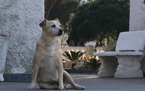 Nicoletta, la cagnolina che da 10 anni veglia ​la tomba del suo padrone