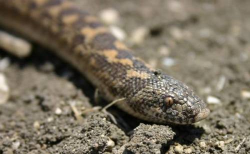 Piacenza, 36enne morso da un serpente: grave per choc anafilattico