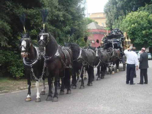 Durante il corteo funebre il cavallo muore per botti di un matrimonio vicino