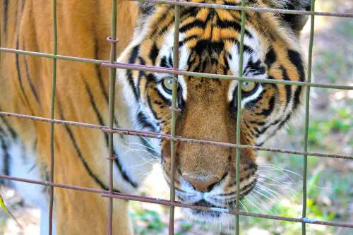Entrano in una casa abbandonata per drogarsi, ci trovano una tigre