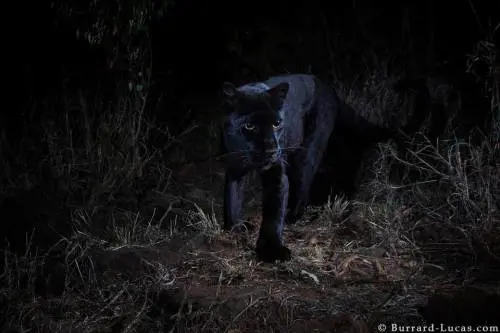 Il leopardo nero non è più leggenda. Ecco la prima foto dopo un secolo