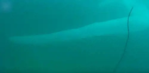 Avvista un mostro marino mentre fa un'immersione