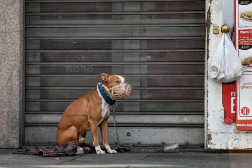 Montesilvano, scoppia il caso Tequila: la proposta degli animalisti