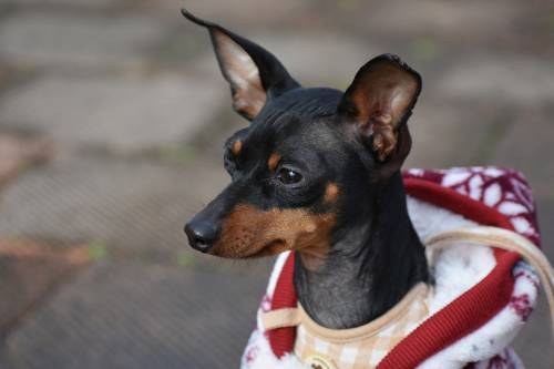 Che razza di maniere. Se Fido passa di moda rischia l'estinzione