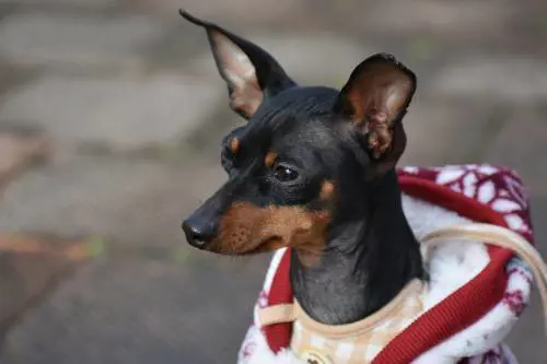 Torino, via dalla chiesa perché aveva un cagnolino in braccio