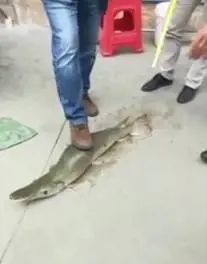 L'avvistamento shock: lo strano animale metà tartaruga e metà serpente