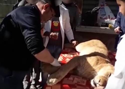 Gaza, allo zoo strappano artigli ad un leone per far giocare i bimbi