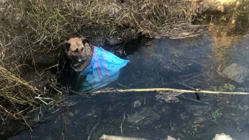 Lieto fine per Ciccio: il cane buttato nel canale ha trovato casa