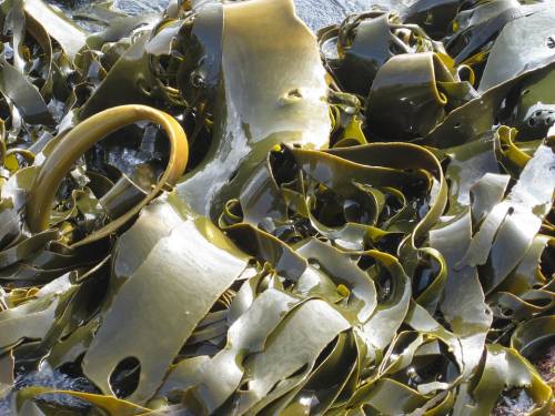 Alghe marine, rimedio efficace per prevenire il diabete