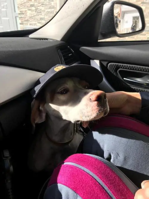 Sicilia, polizia adotta cane ritrovato sull’autostrada