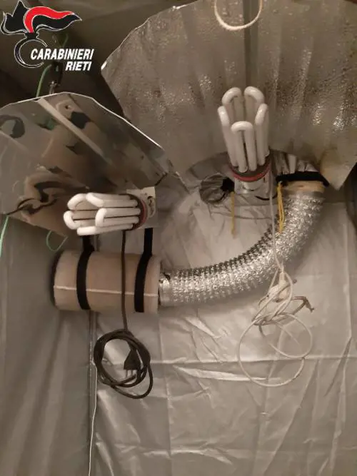 Incensurato aveva una serra in casa per coltivare cannabis