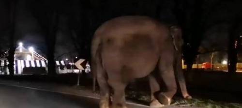 Elefante scappa dal circo e si ritrova sulla strada dell'idroscalo