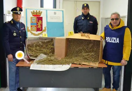 Quattro chili di canapa indiana, arrestato 25enne