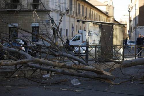 Cade albero a Roma, due feriti gravi