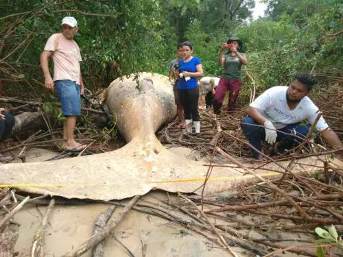 Il mistero della balena spiaggiata nel cuore della foresta Amazzonica