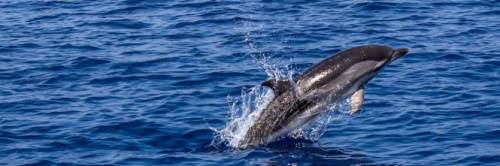 Salento, due delfini morti sulle spiagge di Porto Cesareo