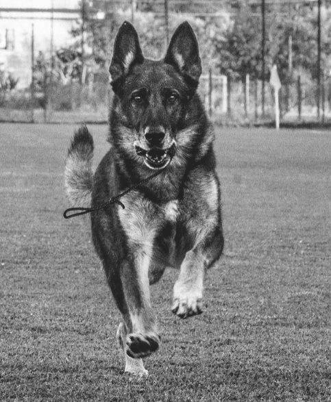 Addio Falco, cane-eroe di Rigopiano