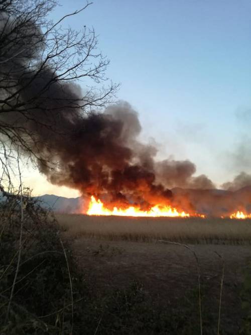 Incendiata l'Oasi della Lipu a Caserta, i volontari: “Dolo evidente” 