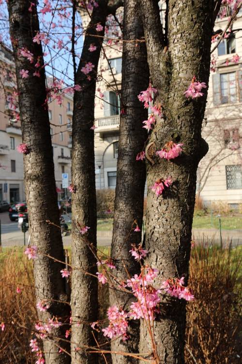 A Milano è primavera in anticipo