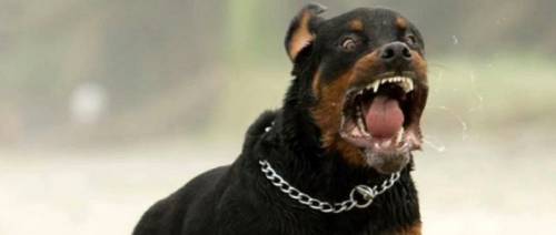 Bimba azzannata dai rottweiler: denunciata mamma dell'amica