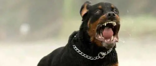 Bimba di 4 anni azzannata da Rottweiler. Denunciato proprietario