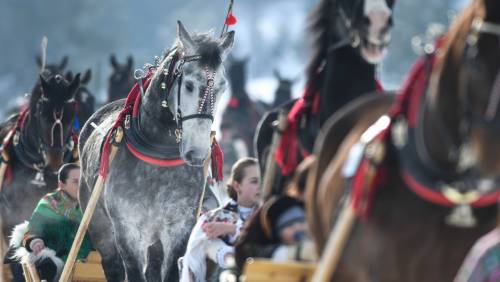 Nove cavalli morti a Volterra, le analisi: "Sospetto avvelenamento"