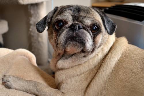 Non paga le tasse: le pignorano il cane e lo vendono su e-Bay
