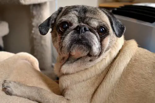 Non paga le tasse: le pignorano il cane e lo vendono su e-Bay