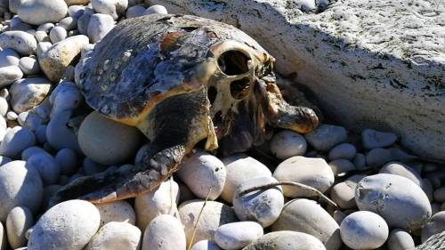 Allarme tartarughe decapitate in Puglia: un nuovo caso a Trani