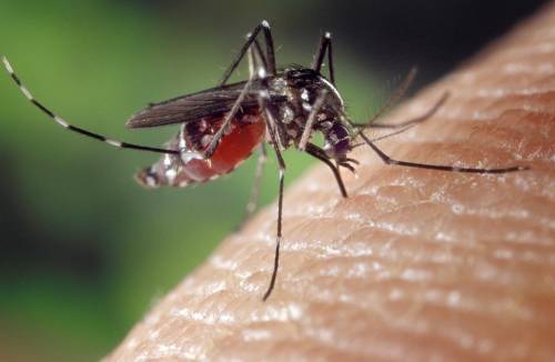 Caldo anomalo, invasione di zanzare in Italia