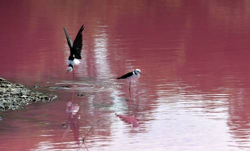 Australia, scatti dal lago di Westgate Park 