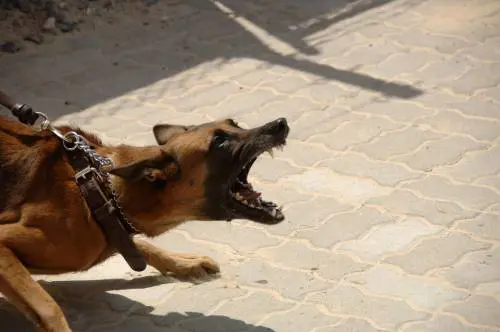 Le stupra e le dà in pasto ai cani, condannato a 23 anni