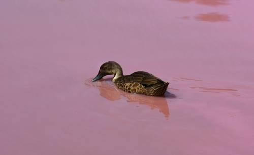 Lago australiano rosa: le foto