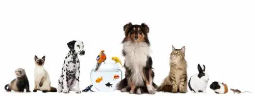 Milano Pet Week, festa diffusa nella città amica degli animali