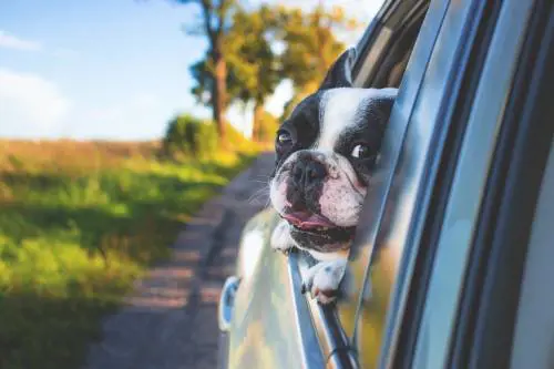 Animali domestici, cibo e sex toys: cosa dimentichiamo sui mezzi pubblici