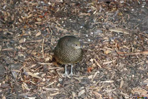 Se gli animalisti ora rubano le quaglie d'allevamento
