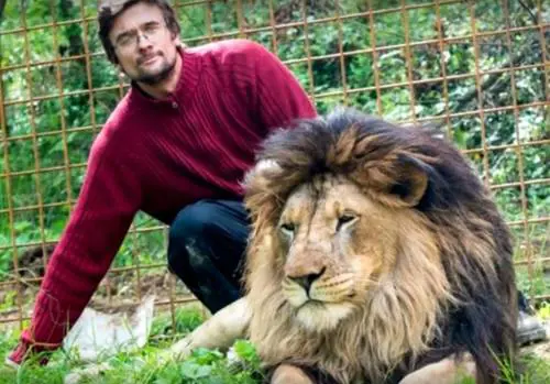 Leoni come animali da compagnia: 33enne sbranato e felini abbattuti
