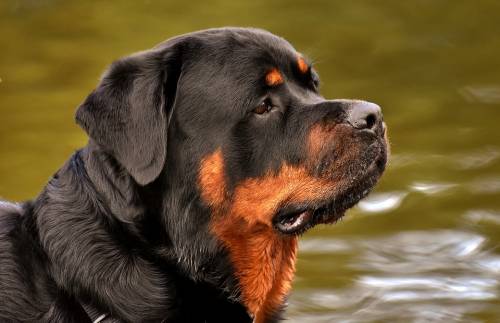 Roma, aggredita da quattro rottweiler: grave una 17enne