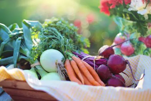 Tutti gli alimenti salva-vista