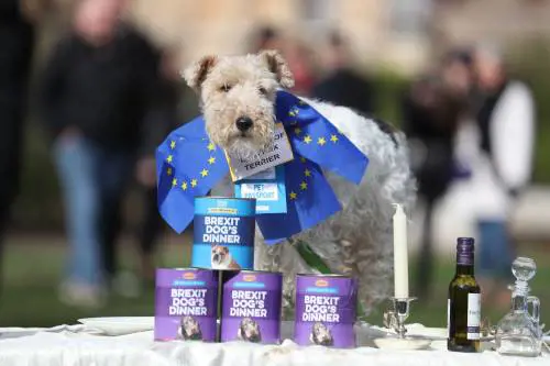 I cani e la Brexit: la manifestazione a Londra 