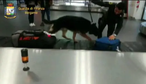 Modena, sgominata banda nigeriana che trafficava droga dai Paesi Bassi