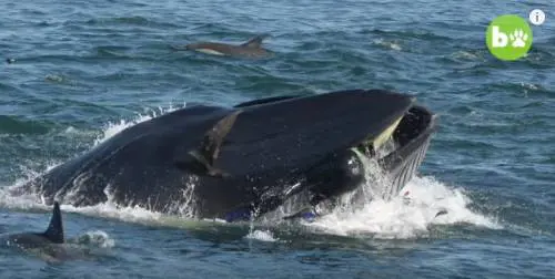 Rainer come Giona: ingoiato da una balena ​viene risputato fuori