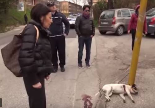 Choc ad Avellino, un altro cane ucciso da “bestie umane”